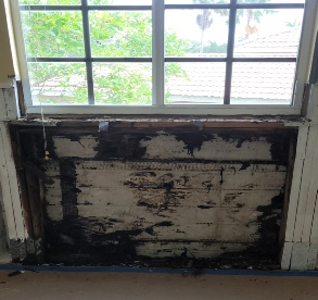 Mold Specialist Coconut Creek
